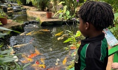 A young boy watches fish swimming in a pond.